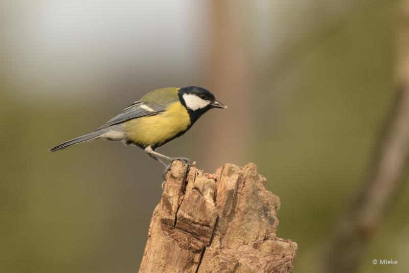 bdDSC_0144.JPG - Vogels Ambyerheide