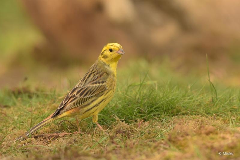 bdDSC_0187.JPG - Vogels Ambyerheide