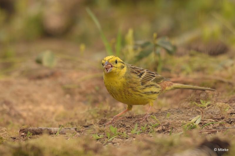 bdDSC_0269.JPG - Vogels Ambyerheide