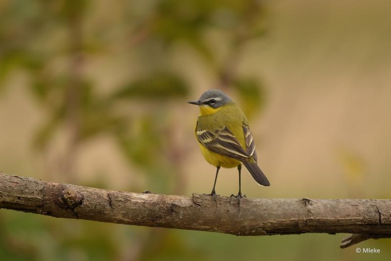 bdDSC_0569.JPG - Vogels Ambyerheide