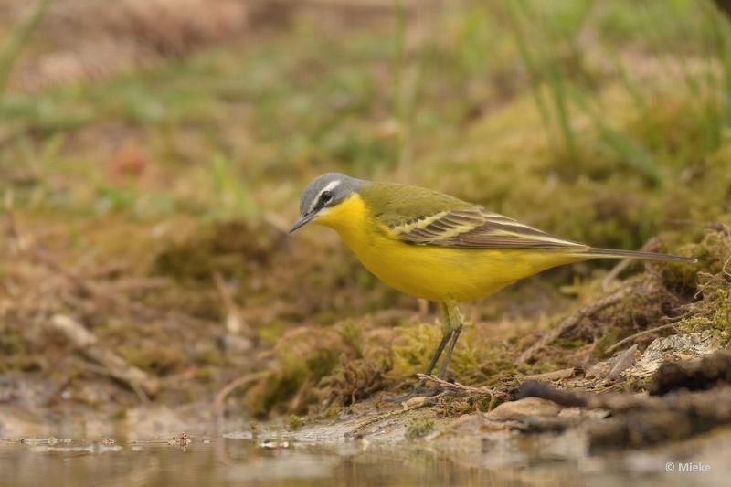 bdDSC_0642.JPG - Vogels Ambyerheide