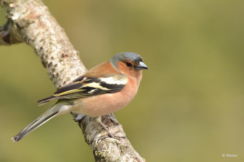 bdDSC_0681.JPG - Vogels Ambyerheide