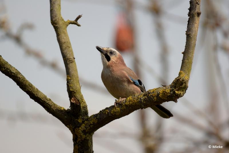 bdDSC_0749.JPG - Vogels Ambyerheide