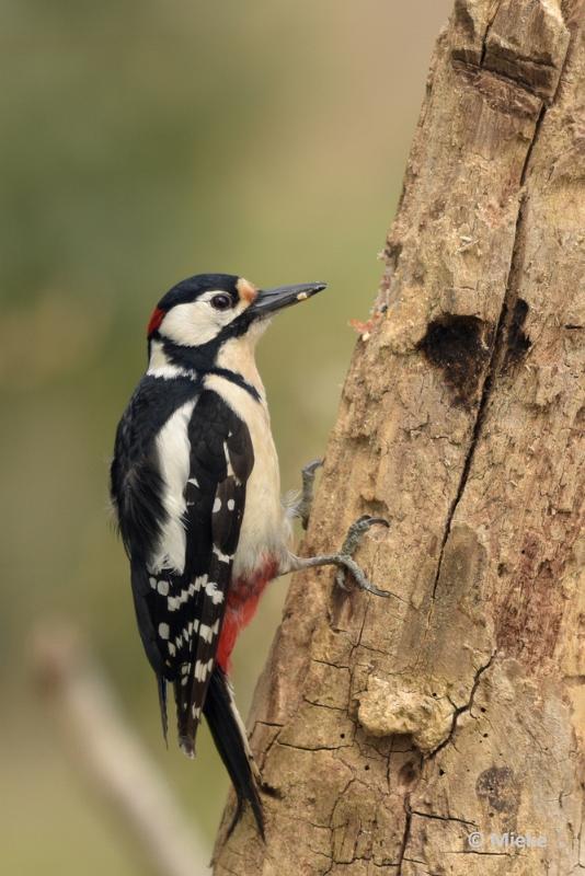 bdDSC_0890.JPG - Vogels Ambyerheide