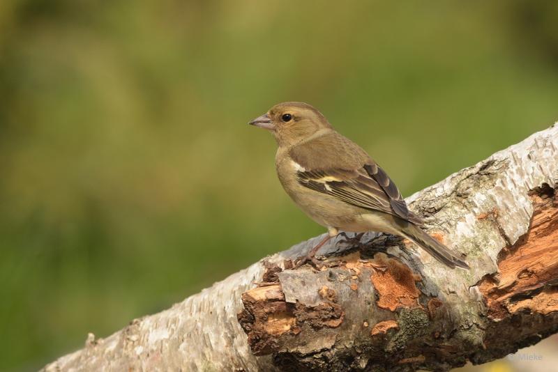 bdDSC_0922.JPG - Vogels Ambyerheide