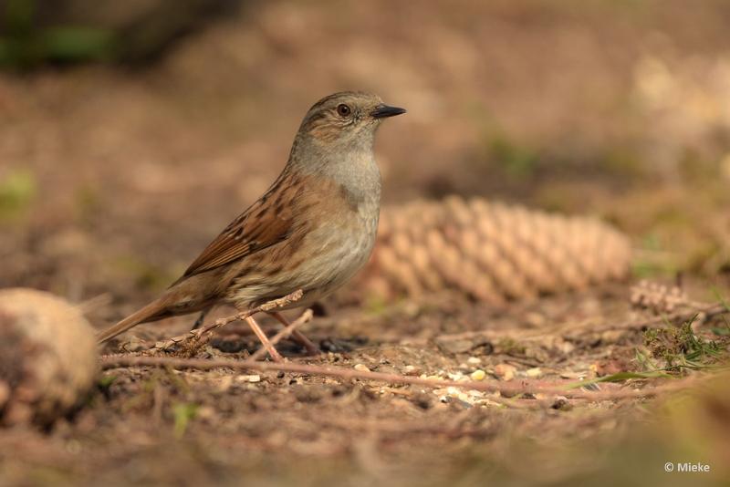 bdDSC_0988.JPG - Vogels Ambyerheide