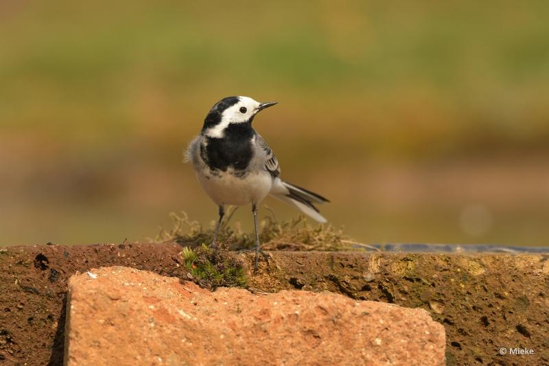 bdDSC_1027.JPG - Vogels Ambyerheide