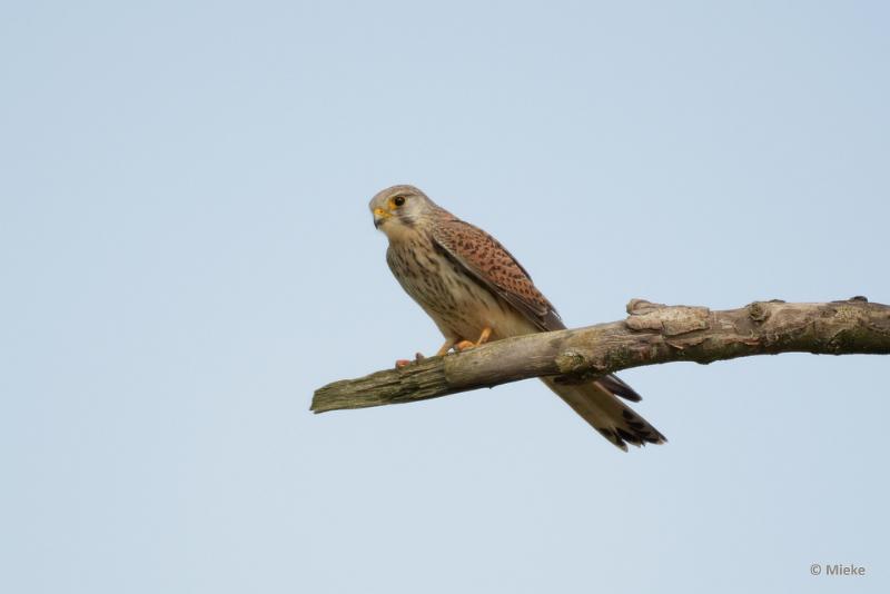 bdaDSC_0072.JPG - Vogels Ambyerheide