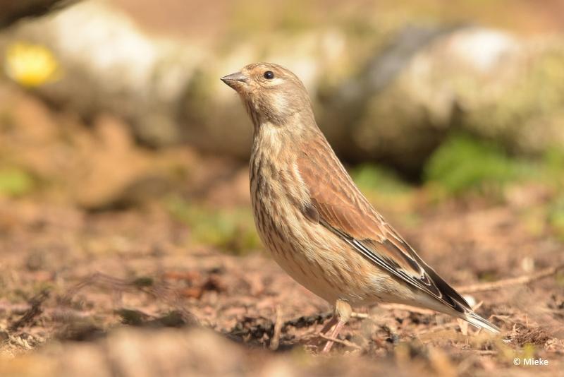 bdaDSC_0638.JPG - Vogels Ambyerheide