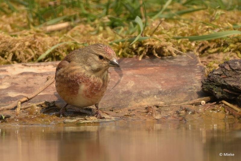 bdaDSC_0798.JPG - Vogels Ambyerheide