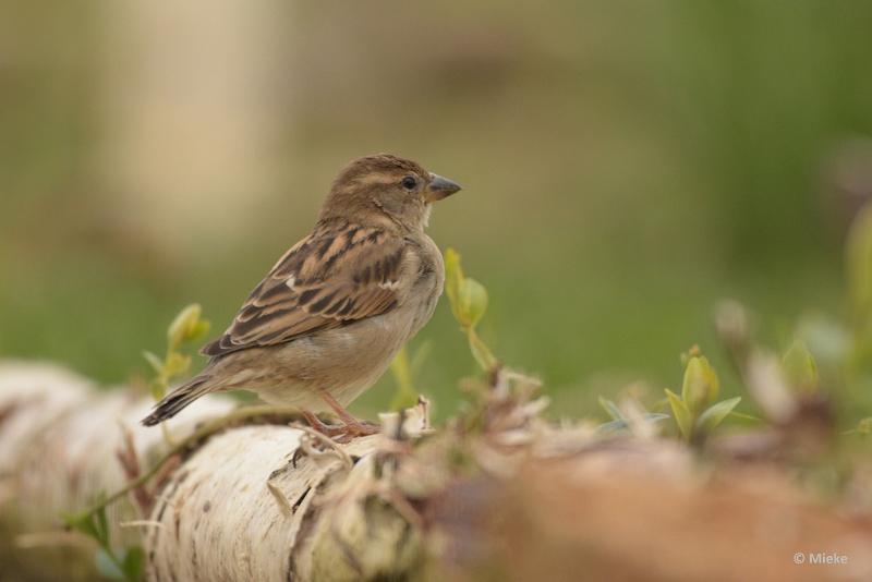 bdaDSC_0882.JPG - Vogels Ambyerheide