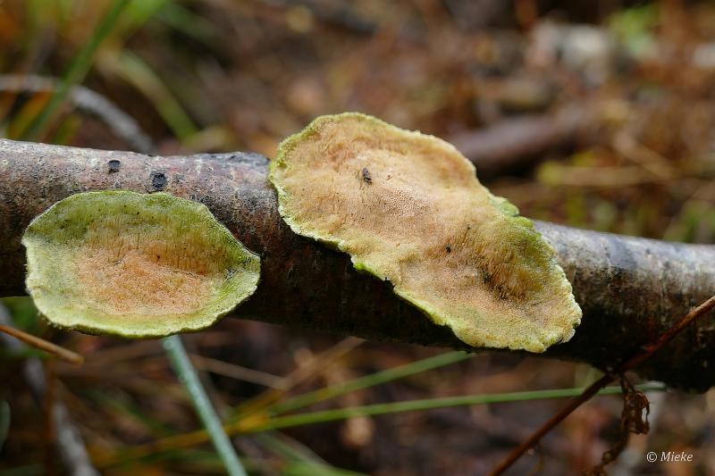 herfstwandeling 2021 01.JPG - Herfstwandeling