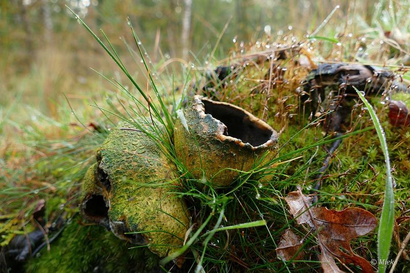 herfstwandeling 2021 02.JPG - Herfstwandeling