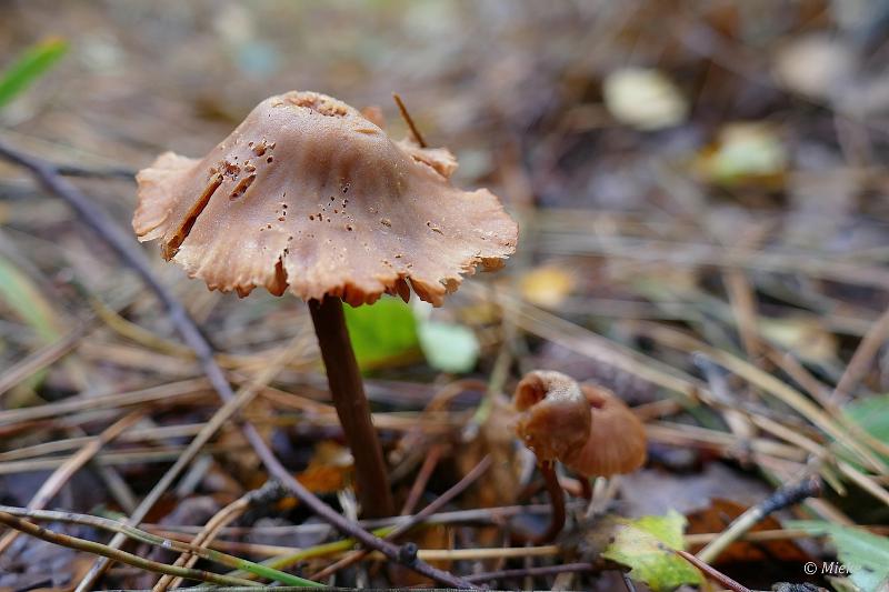 herfstwandeling 2021 07.JPG - Herfstwandeling