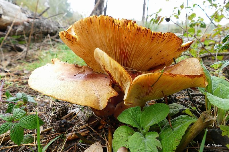 herfstwandeling 2021 12.JPG - Herfstwandeling