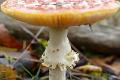 herfstwandeling 2021 08