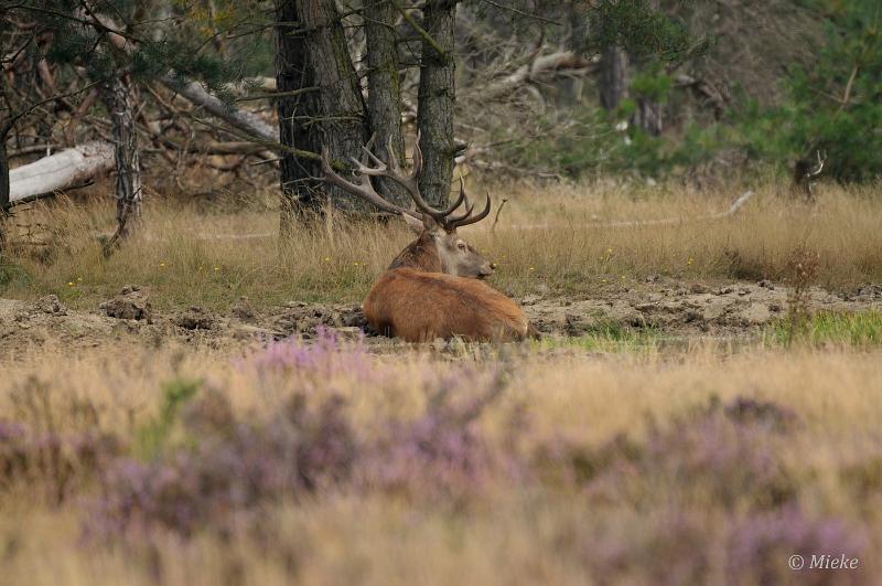 bdVeluwe 2021 05.JPG - ASCII