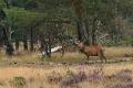 bdVeluwe 2021 04