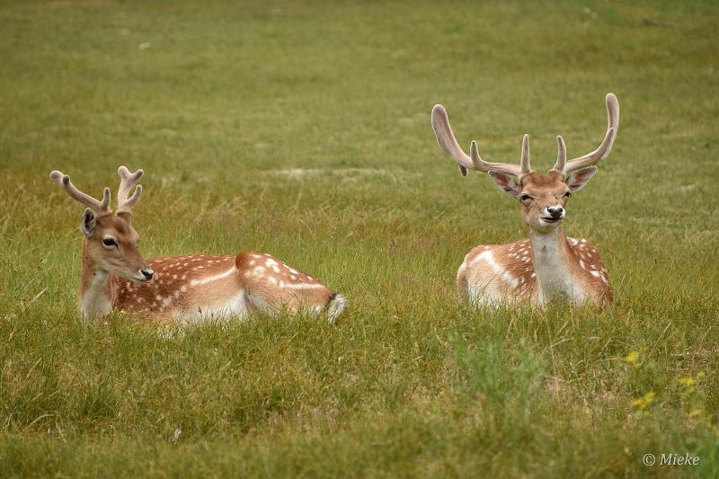 bdAWD 2022 03.JPG - Amsterdamse waterleidings duinen