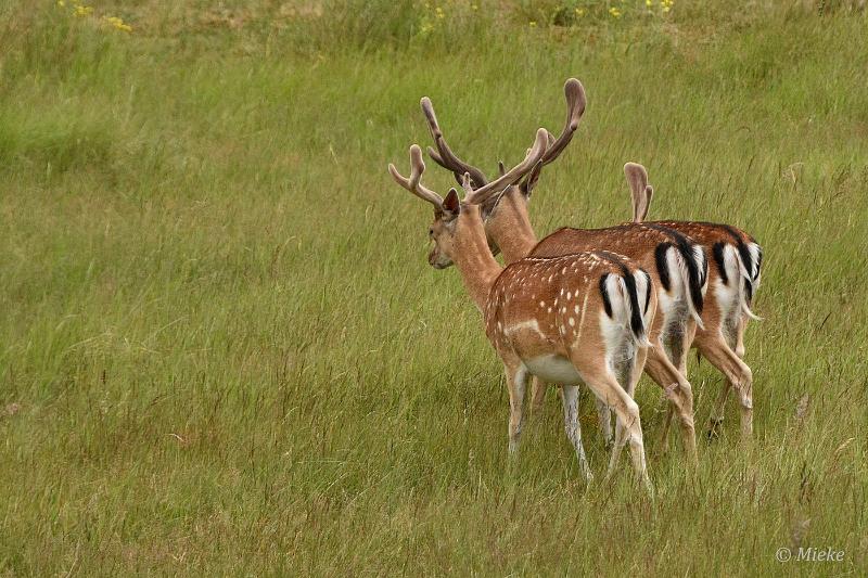 bdAWD 2022 11.JPG - Amsterdamse waterleidings duinen