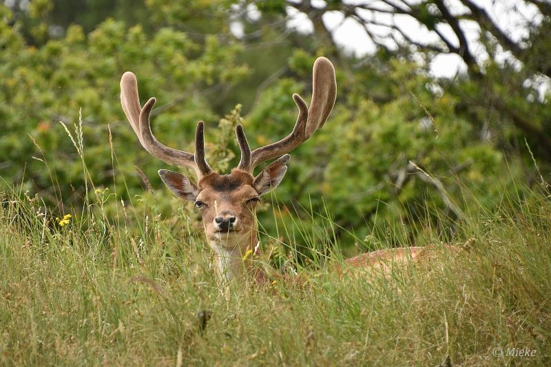 bdAWD 2022 16.JPG - Amsterdamse waterleidings duinen