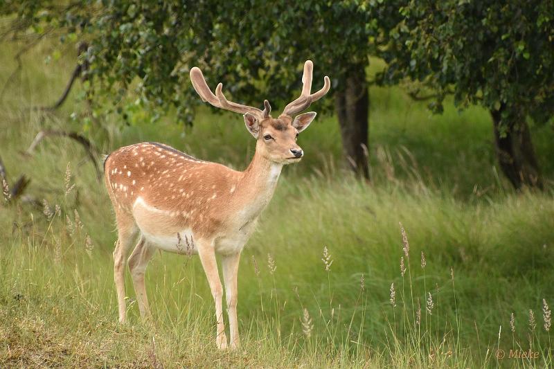 bdAWD 2022 19.JPG - Amsterdamse waterleidings duinen
