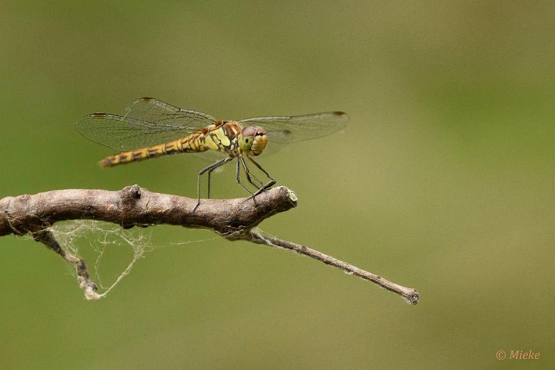 bdAWD 2022 22.JPG - Amsterdamse waterleidings duinen
