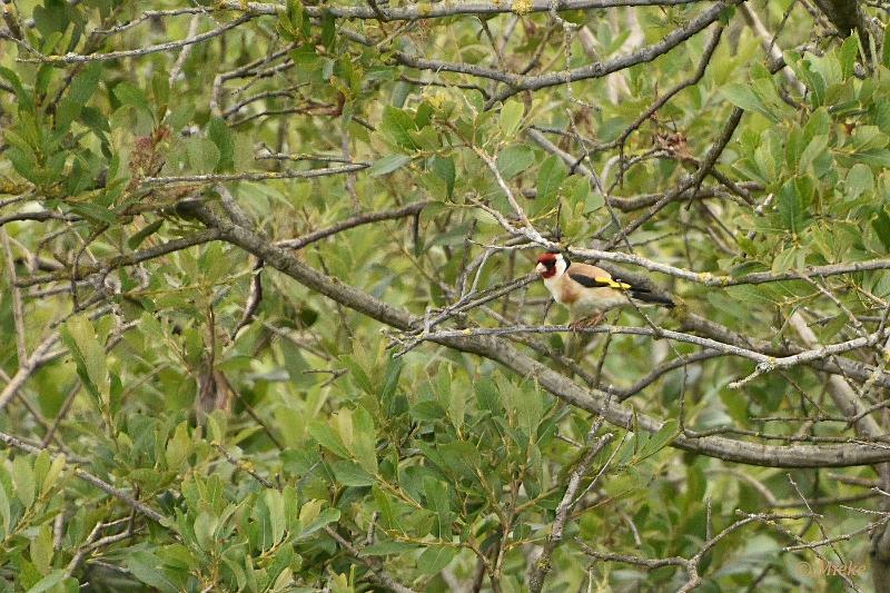 bdAWD 2022 27.JPG - Amsterdamse waterleidings duinen