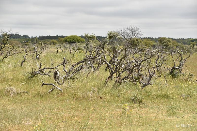 bdAWD 2022 28.JPG - Amsterdamse waterleidings duinen