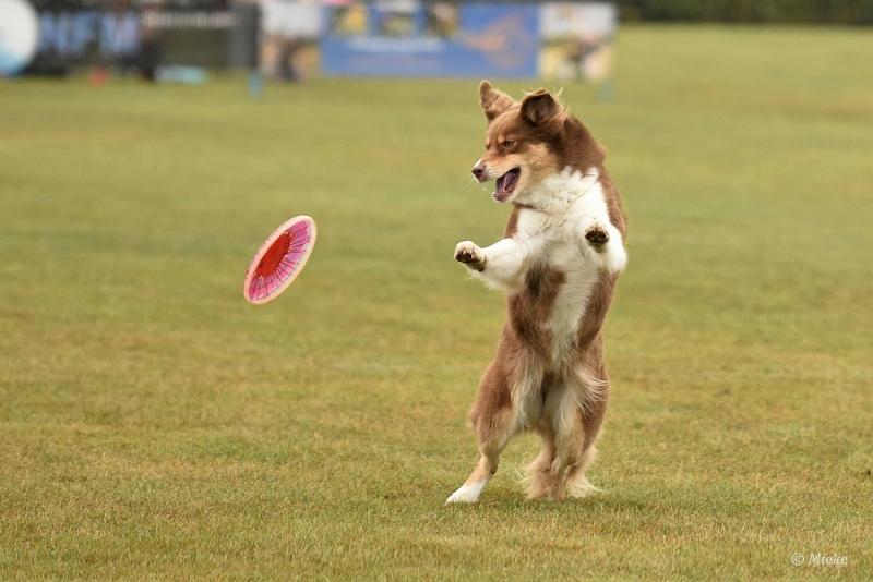 bdfrisbeedogs 2022 01.JPG - Amazing Frisbeedogs 2022