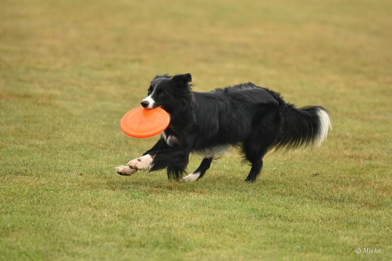 bdfrisbeedogs 2022 02.JPG - Amazing Frisbeedogs 2022