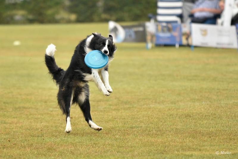 bdfrisbeedogs 2022 03.JPG - Amazing Frisbeedogs 2022