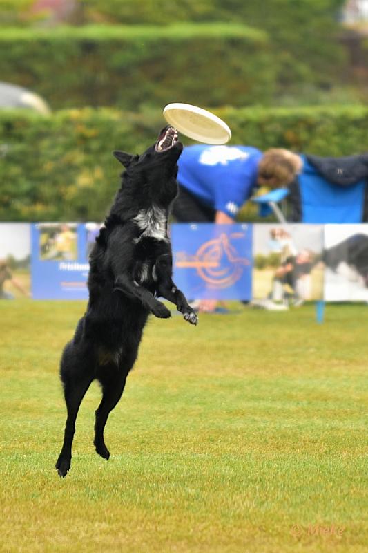 bdfrisbeedogs 2022 07.JPG - Amazing Frisbeedogs 2022