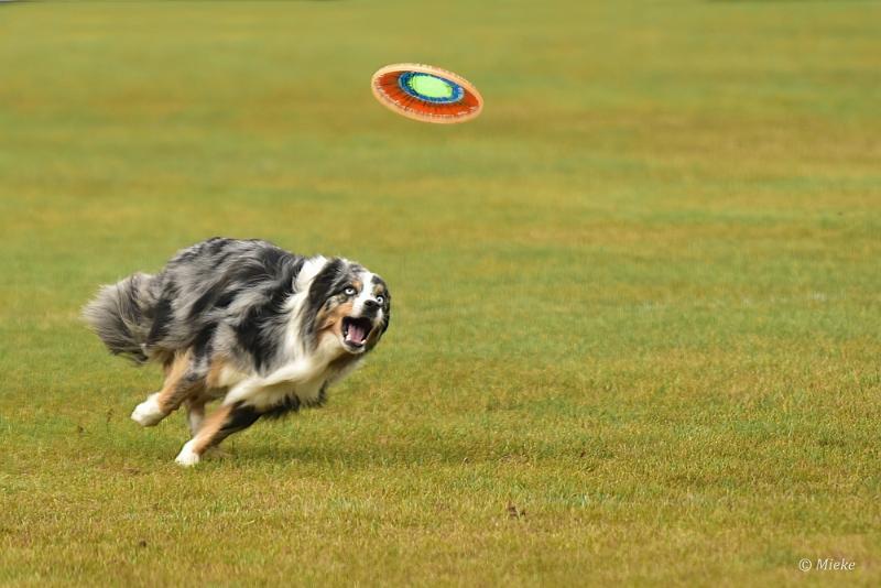 bdfrisbeedogs 2022 10.JPG - Amazing Frisbeedogs 2022