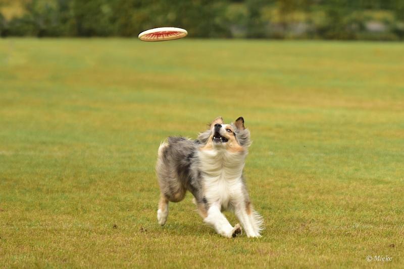 bdfrisbeedogs 2022 13.JPG - Amazing Frisbeedogs 2022