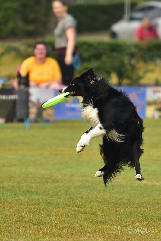 bdfrisbeedogs 2022 14.JPG - Amazing Frisbeedogs 2022