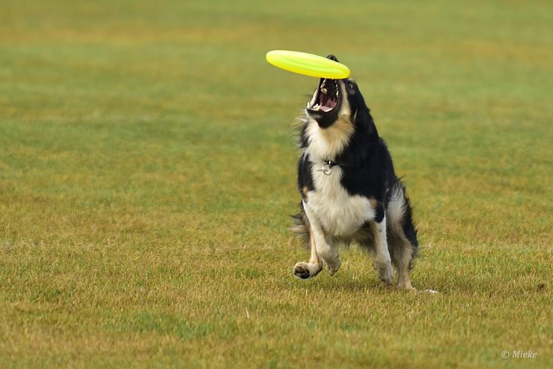 bdfrisbeedogs 2022 15.JPG - Amazing Frisbeedogs 2022