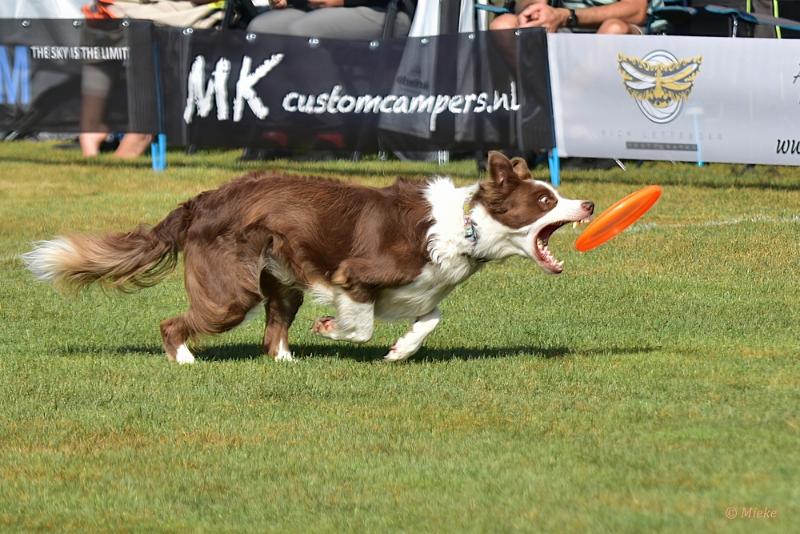 bdfrisbeedogs 2022 17.JPG - Amazing Frisbeedogs 2022