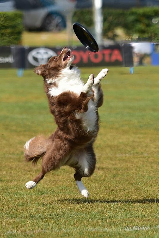 bdfrisbeedogs 2022 18.JPG - Amazing Frisbeedogs 2022