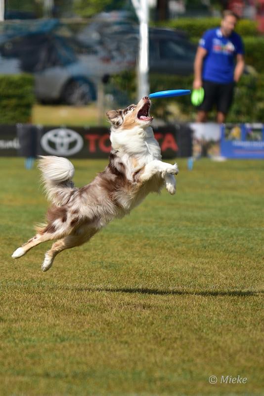 bdfrisbeedogs 2022 19.JPG - Amazing Frisbeedogs 2022