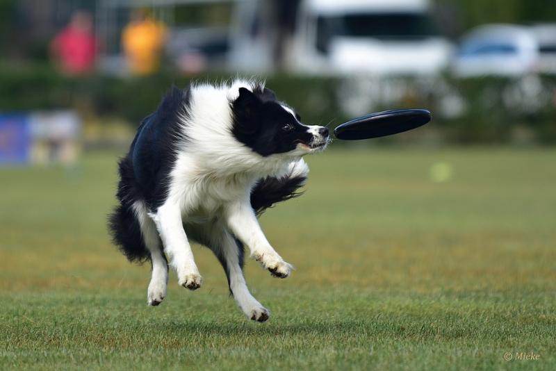 bdfrisbeedogs 2022 20.JPG - Amazing Frisbeedogs 2022