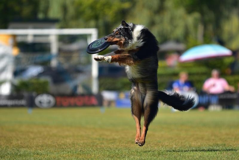 bdfrisbeedogs 2022 24.JPG - Amazing Frisbeedogs 2022