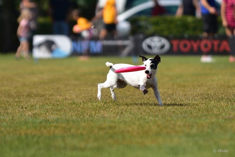 bdfrisbeedogs 2022 26.JPG - Amazing Frisbeedogs 2022