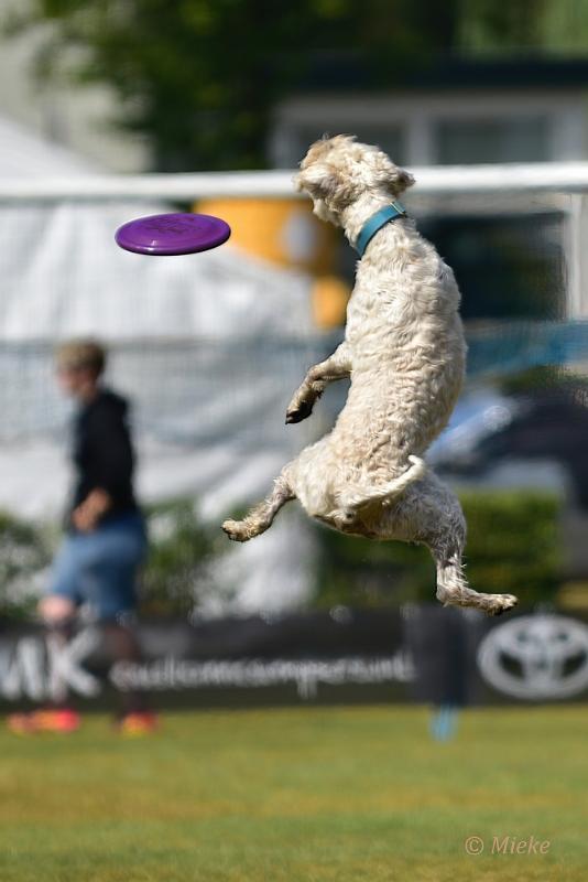bdfrisbeedogs 2022 27.JPG - Amazing Frisbeedogs 2022