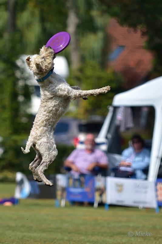 bdfrisbeedogs 2022 28.JPG - Amazing Frisbeedogs 2022