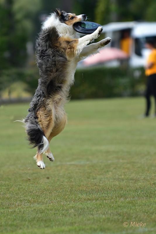 bdfrisbeedogs 2022 33.JPG - Amazing Frisbeedogs 2022