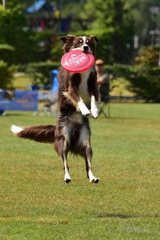 bdfrisbeedogs 2022 35.JPG - Amazing Frisbeedogs 2022
