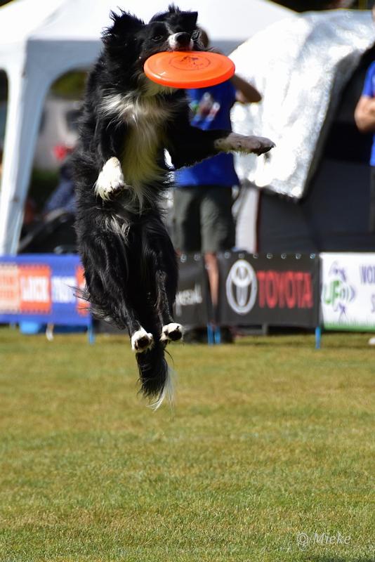 bdfrisbeedogs 2022 37.JPG - Amazing Frisbeedogs 2022