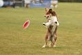bdfrisbeedogs 2022 01