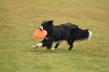 bdfrisbeedogs 2022 02